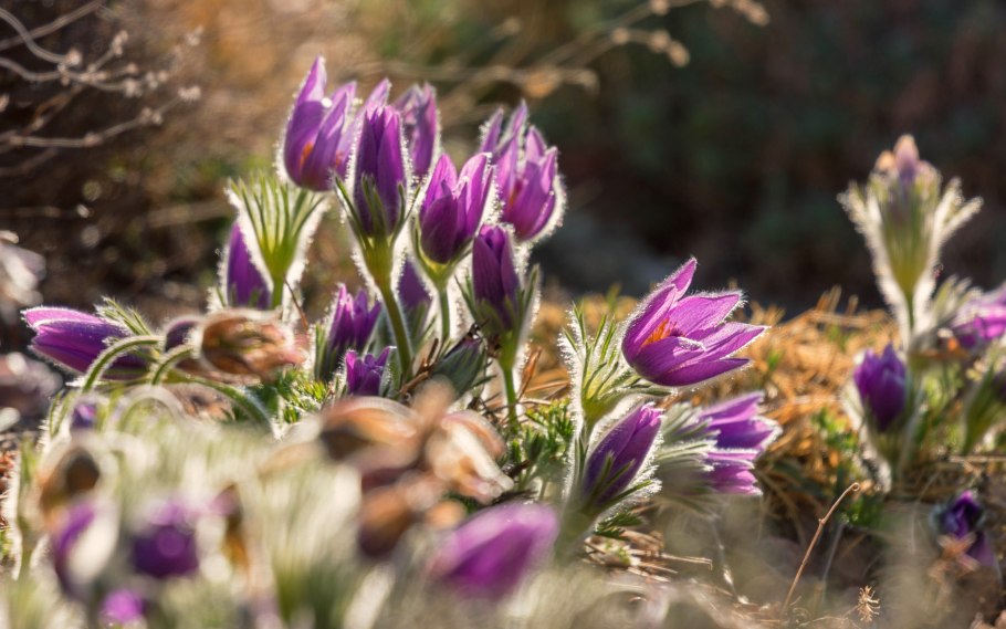 Прострел широкоцветный