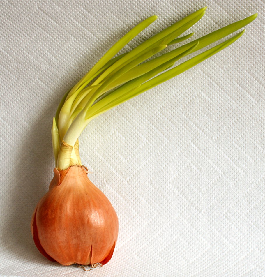 Лук Allium Cepa