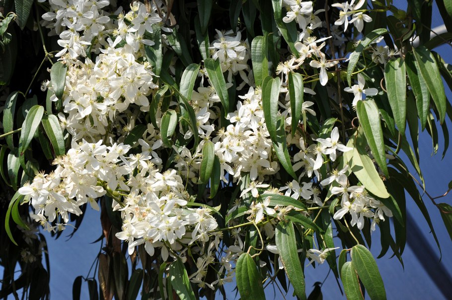 Клематис Арманди