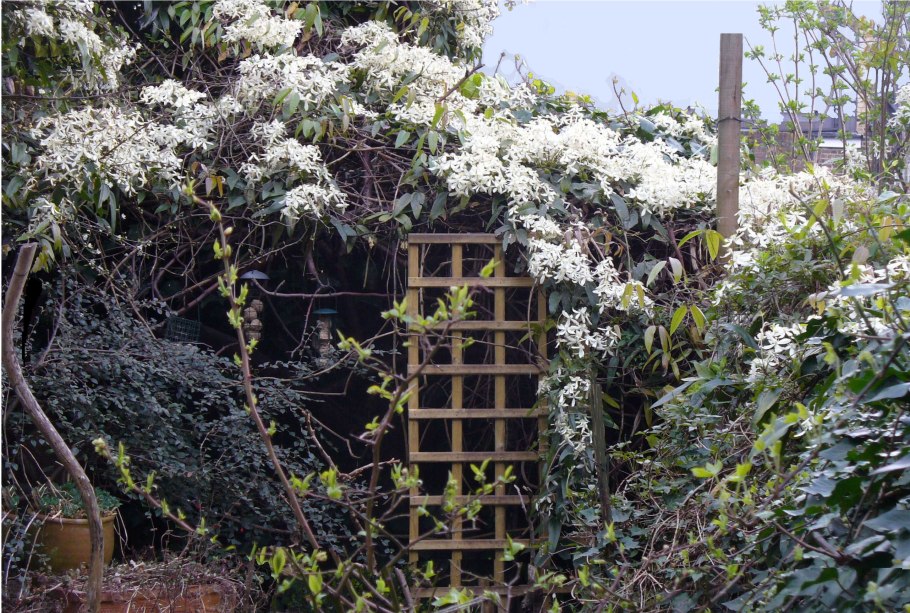 Клематис Slowianka Славянка