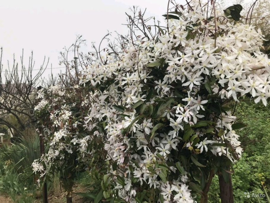 Клематис вечнозеленый арманда