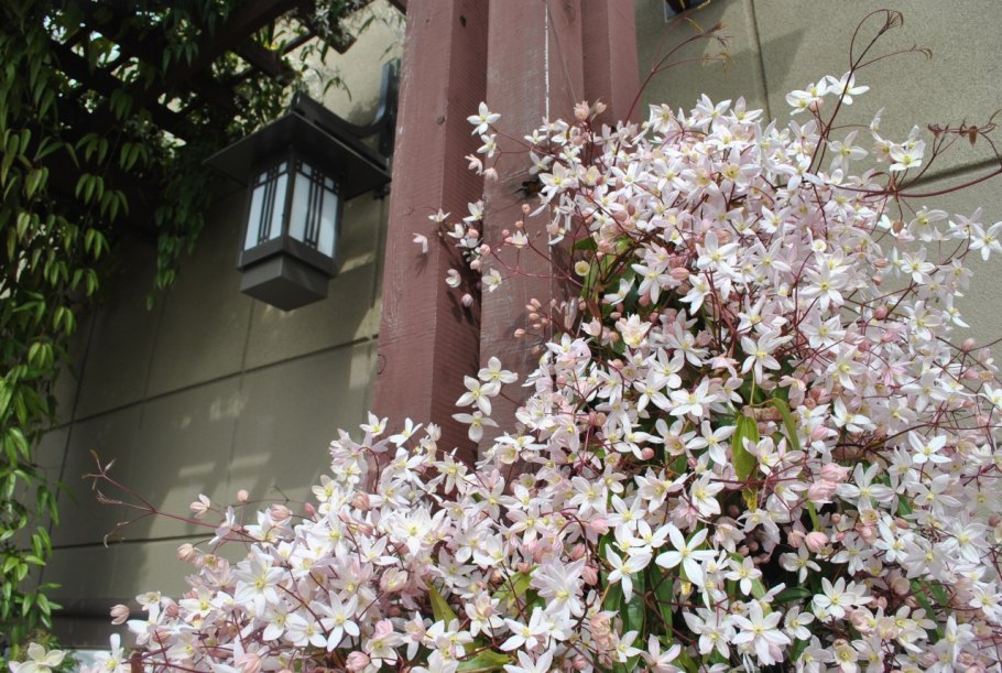 Клематис Эппл блоссом