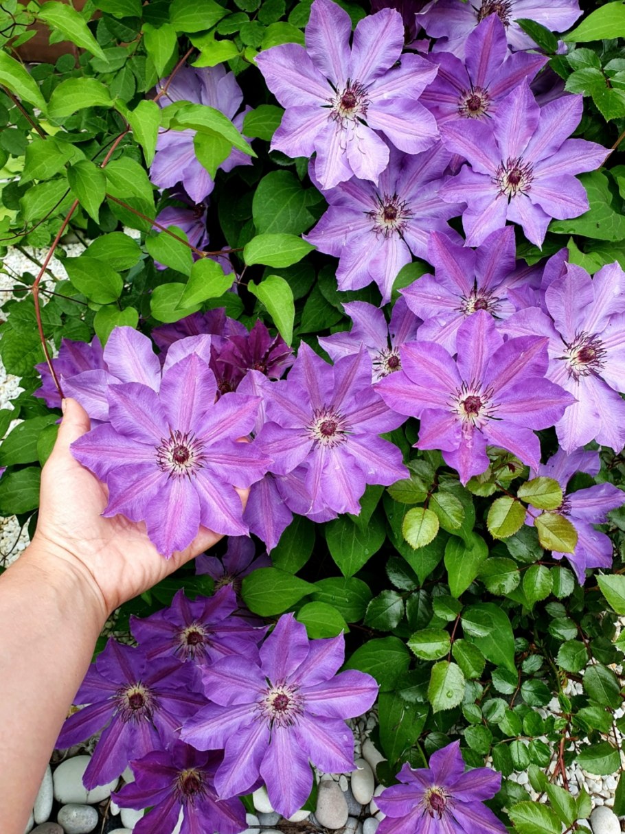 Клематис балтик