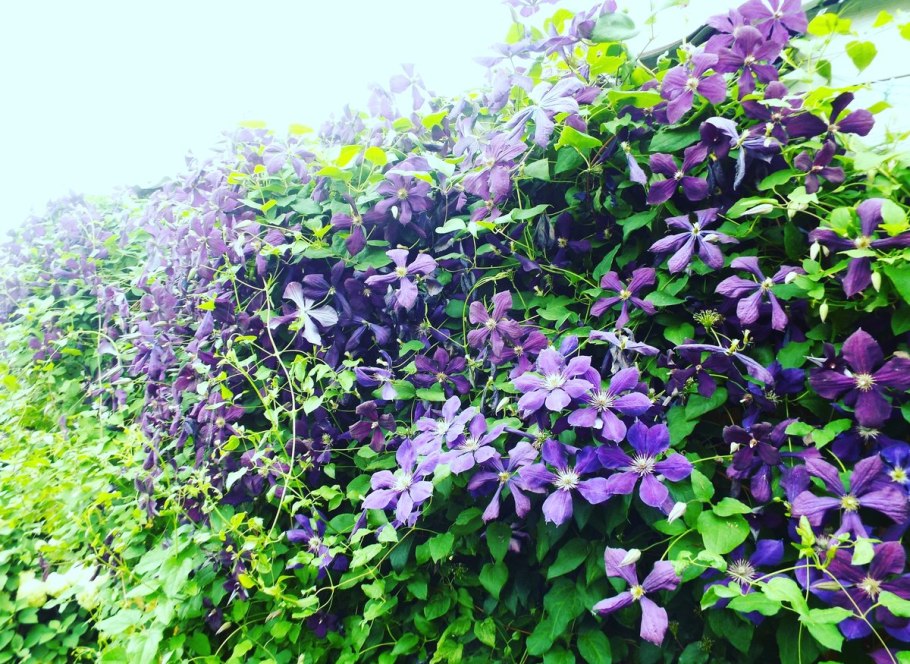 Клематис Multi Pink