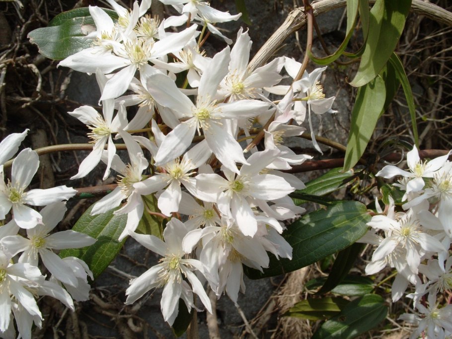 Клематис Арманди