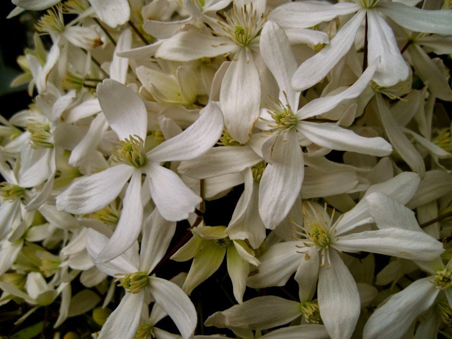 Клематис вечнозеленый арманда