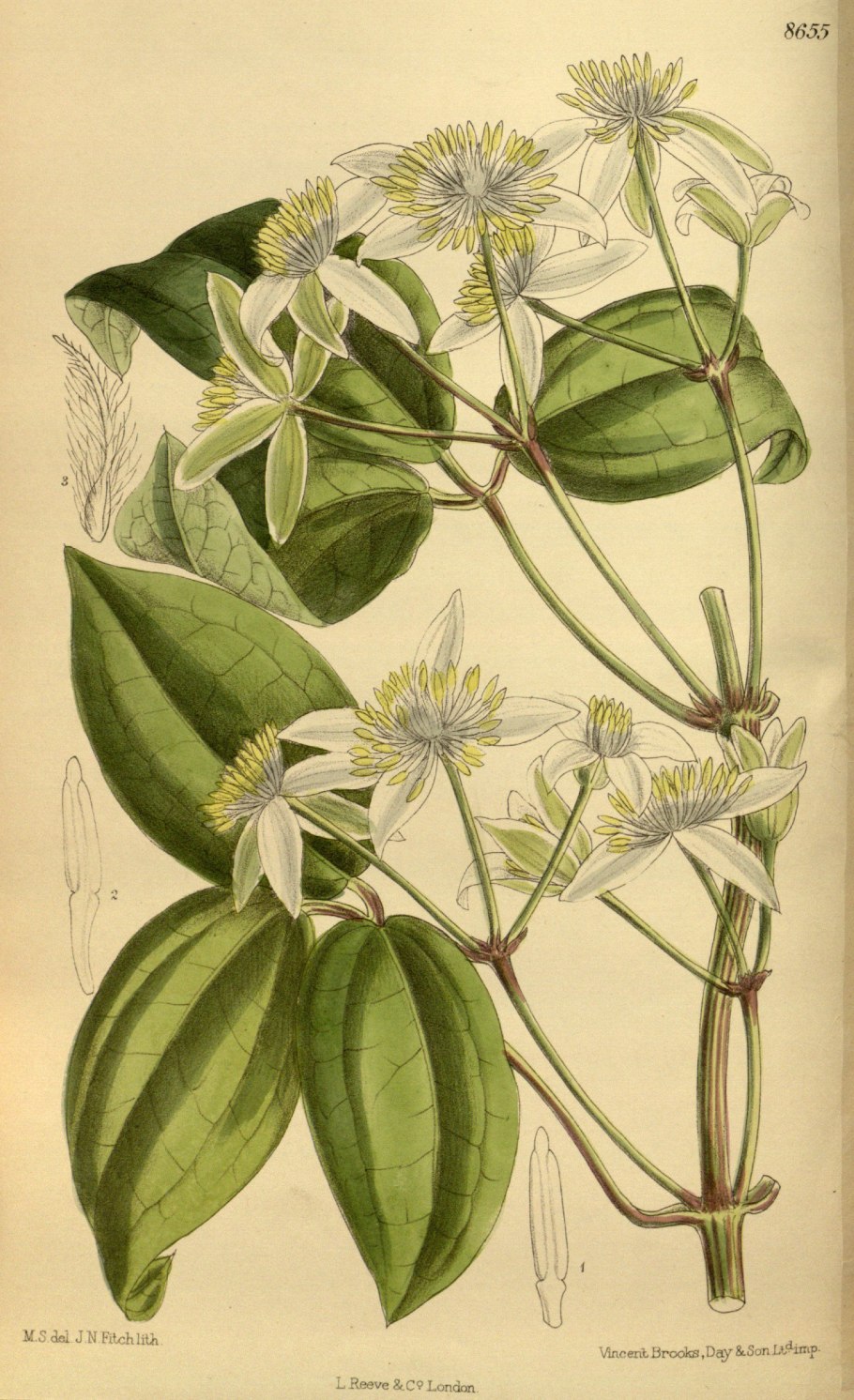 Клематис Блю Эксплоужен