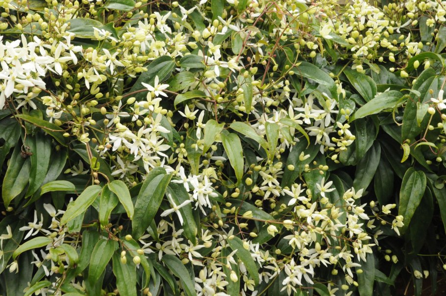 Clematis armandii— Ломонос Арманди