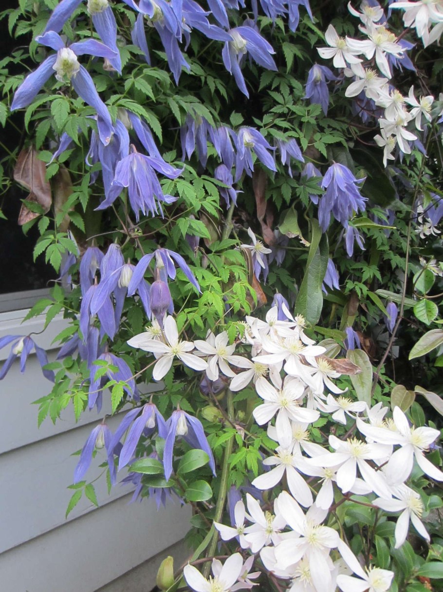 Clematis armandii Apple Blossom