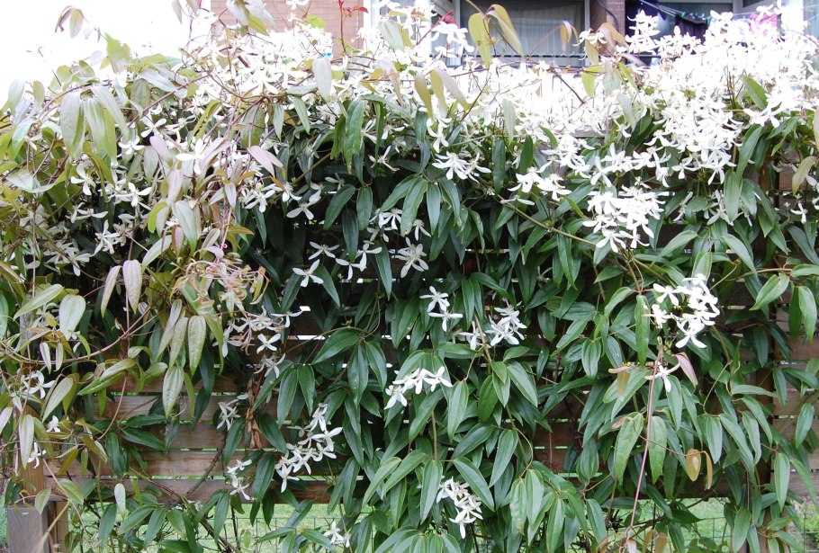 Клематис armandii