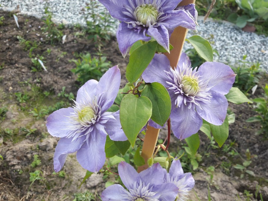 Клематис Арманди