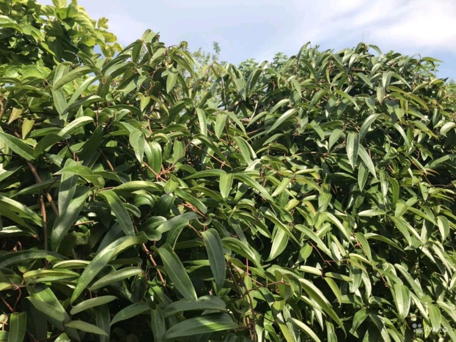 Клематис МАКРОПЕТАЛА