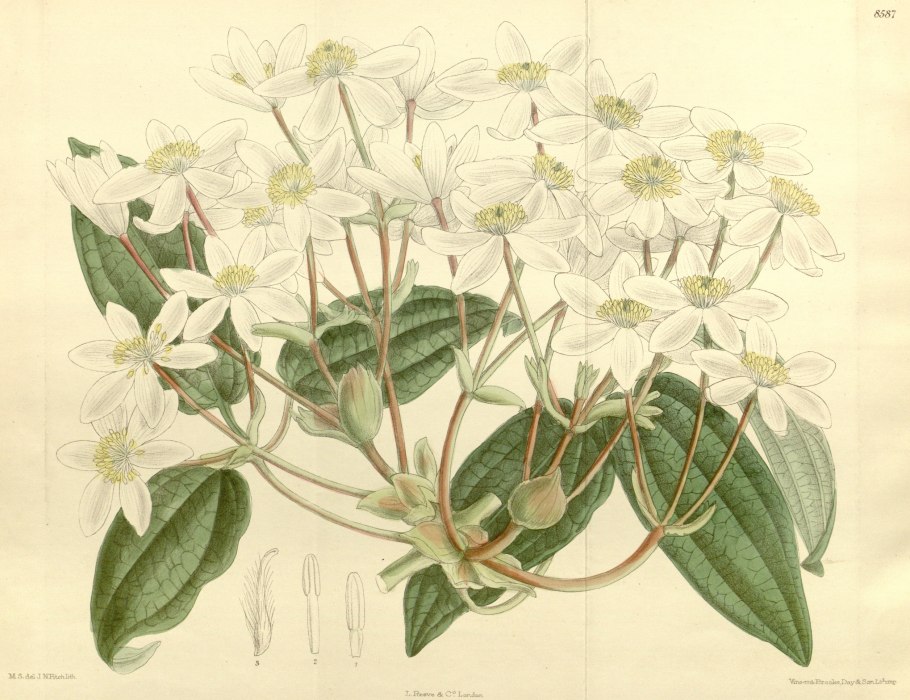 Clematis armandii- Ломонос арманда