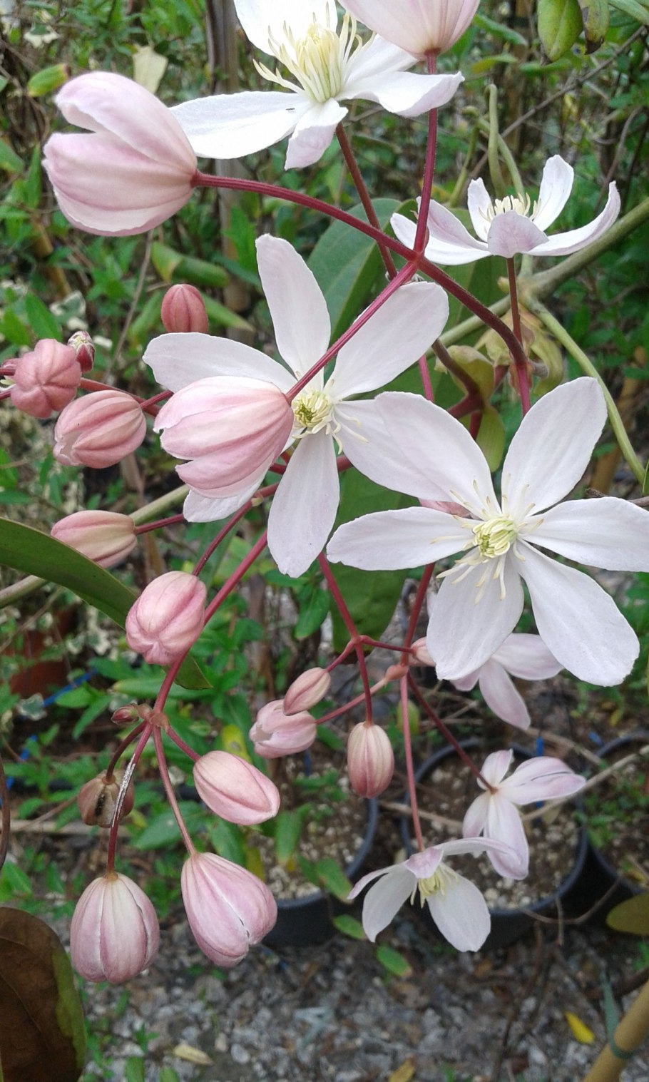 Клематис вечнозеленый арманда размножение