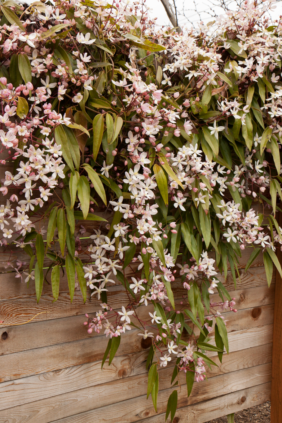 Клематис арманда