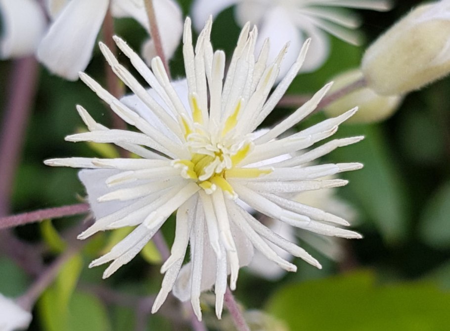 Клематис виноградолистный вечнозеленый