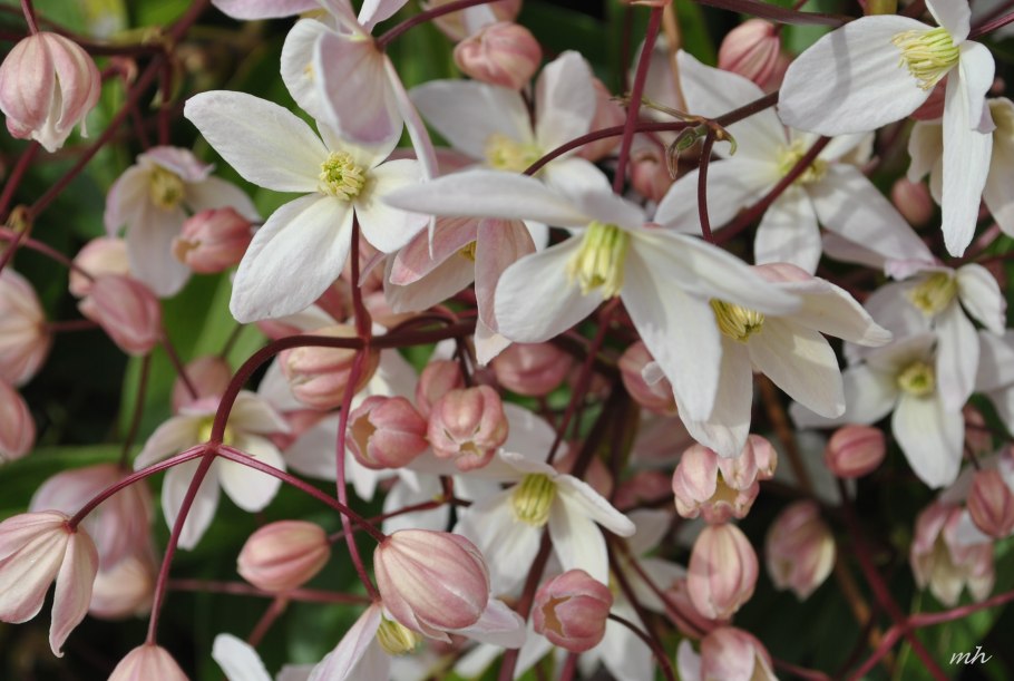 Клематис Барбара Жакман