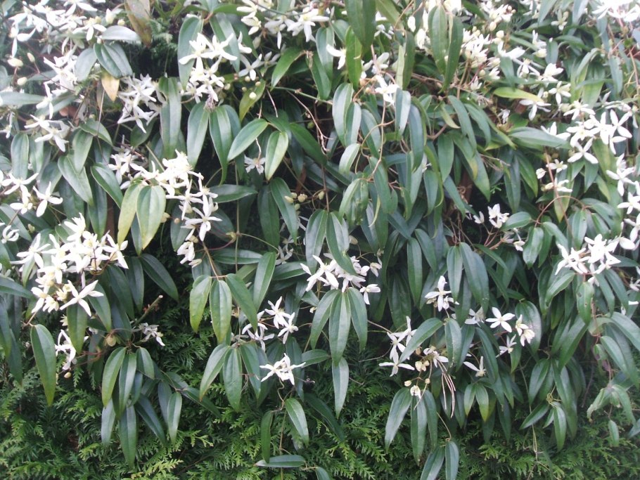 Клематис armandii