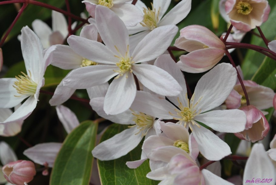 Клематис Арманди