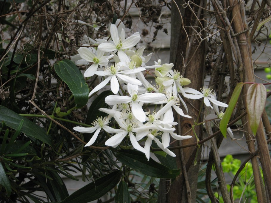 Клематис Арманди