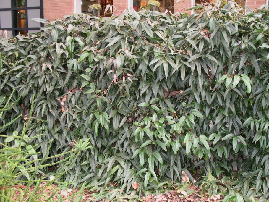 Клематис Арманди