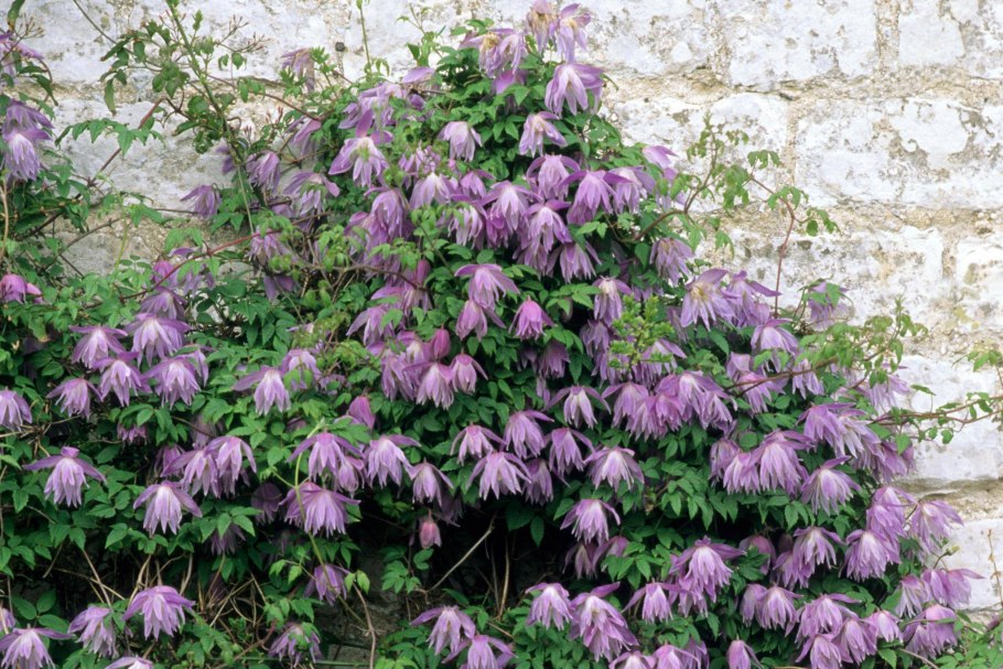 Клематис Гравити Бьюти