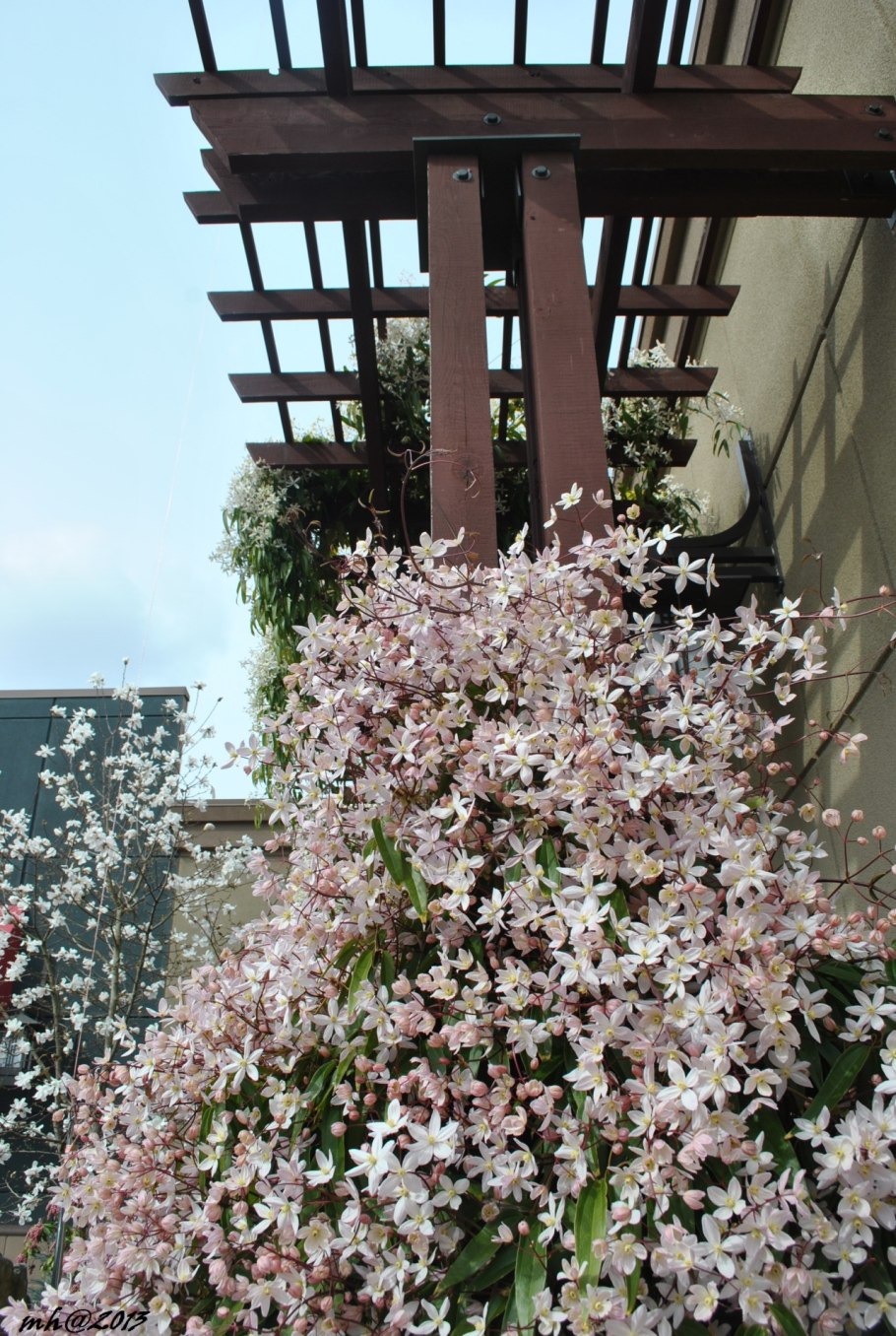 Ломонос асплениелистный