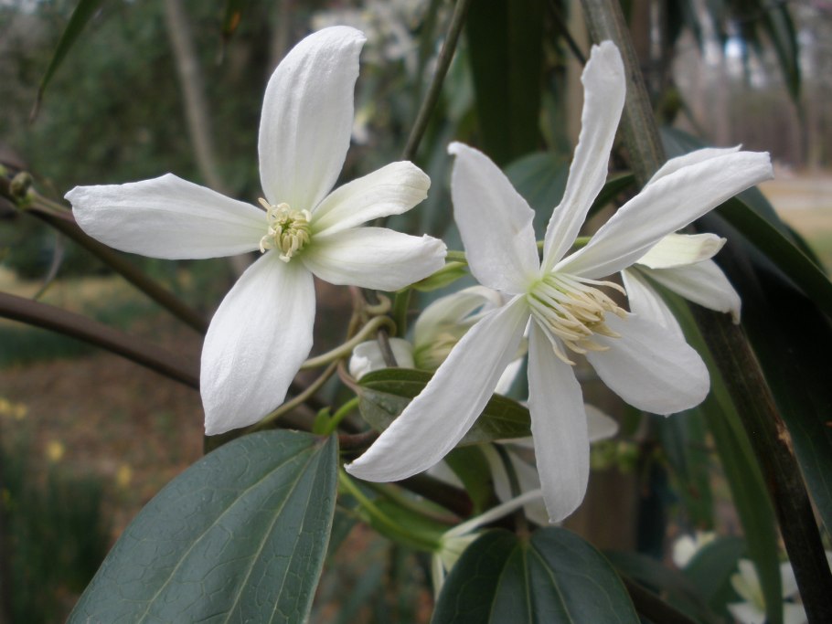 Клематис Эппл блоссом