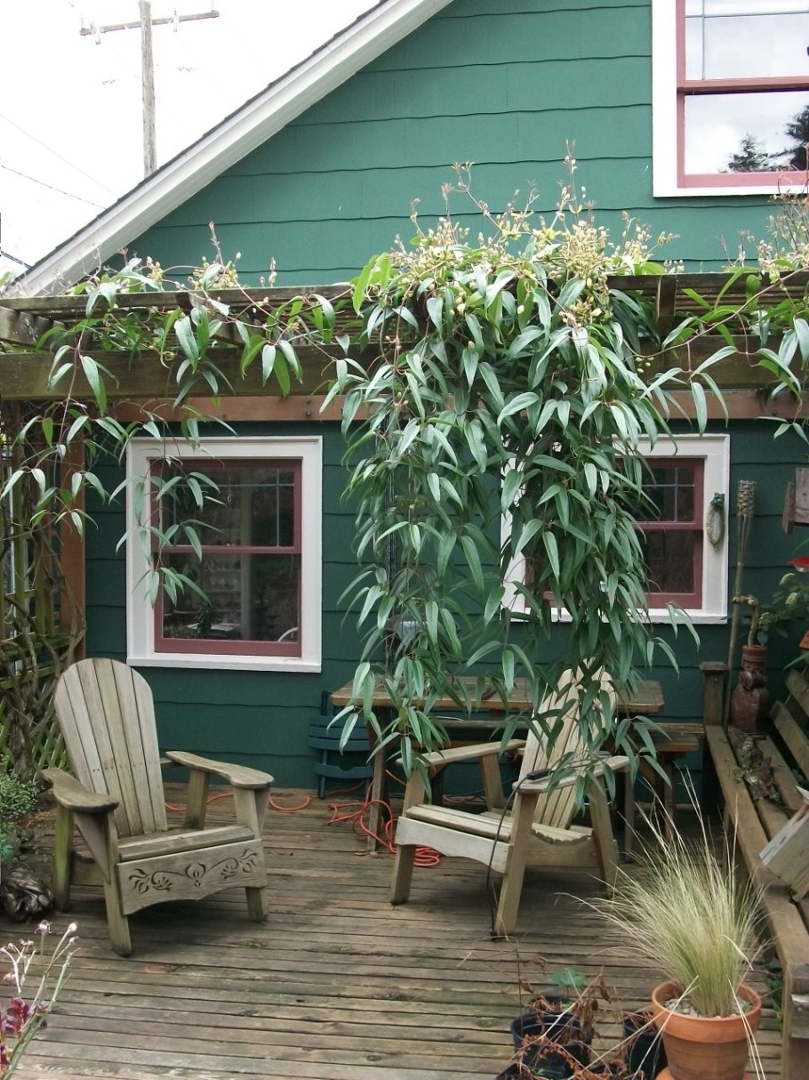 Клематис Эппл блоссом