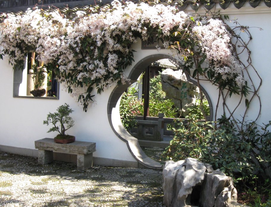 Клематис Балтик