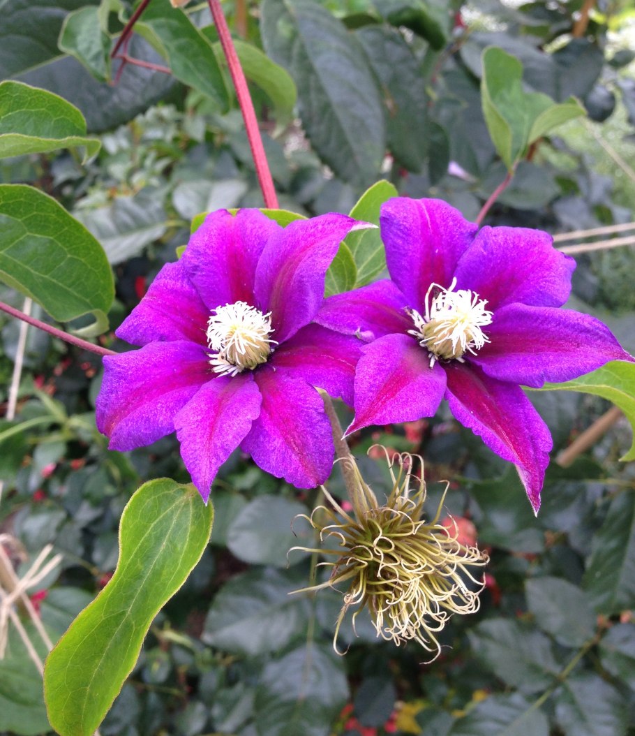 Клематис warszawska nike