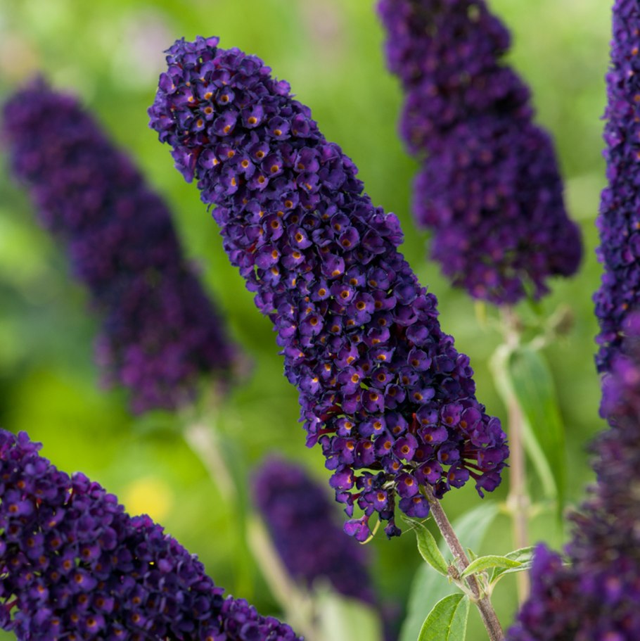 Кустарник Давида будлея