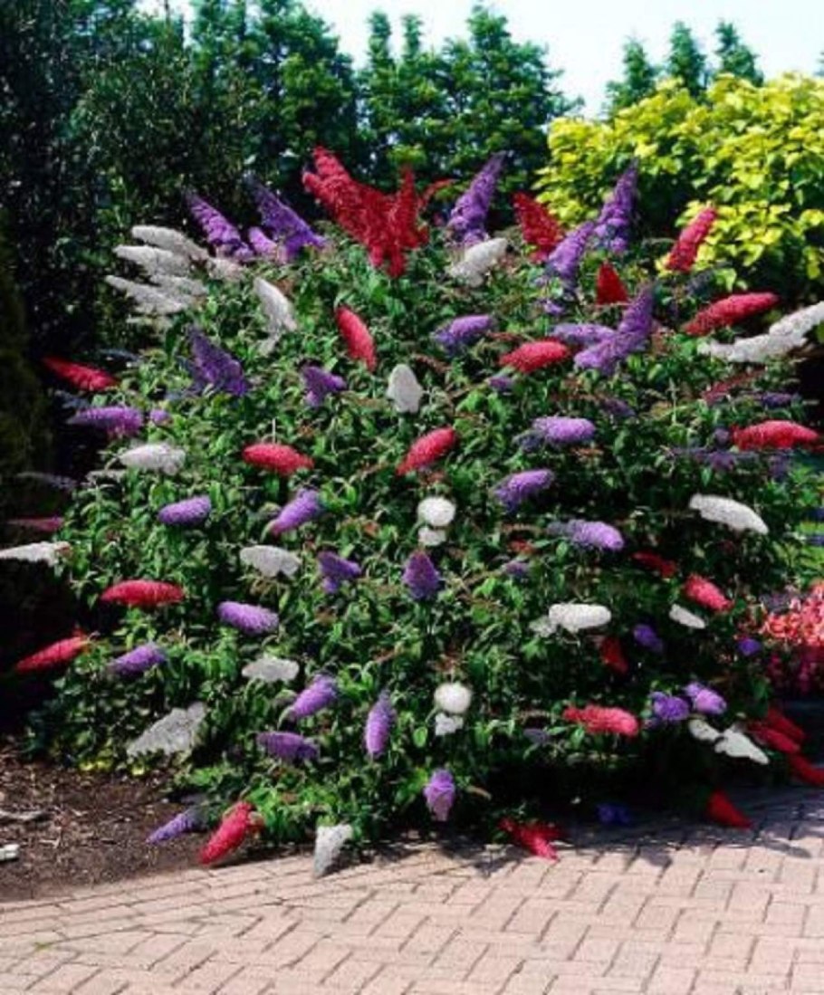 Буддлея Давида Black Knight