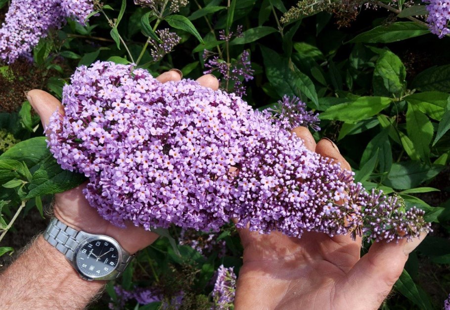 Спирея будлея