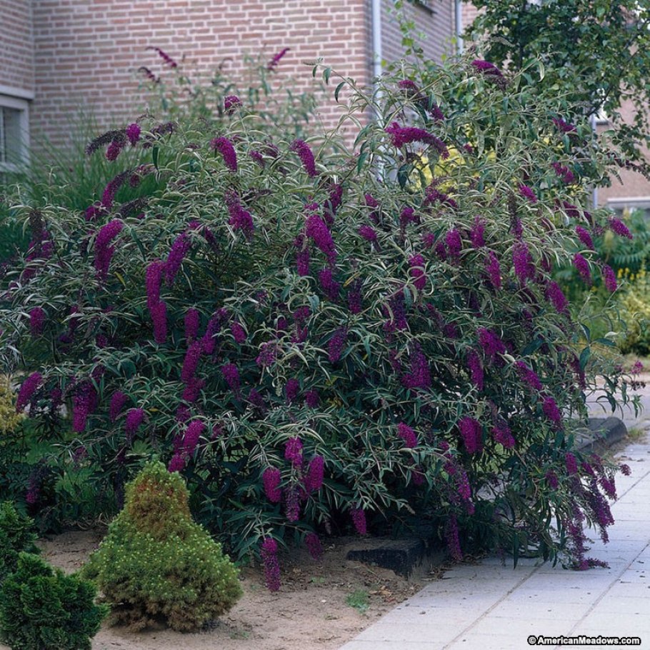 Буддлея Давида Пинк Делайт