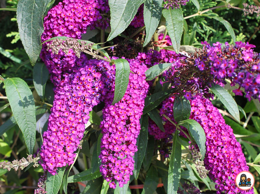 Кустарник Давида будлея