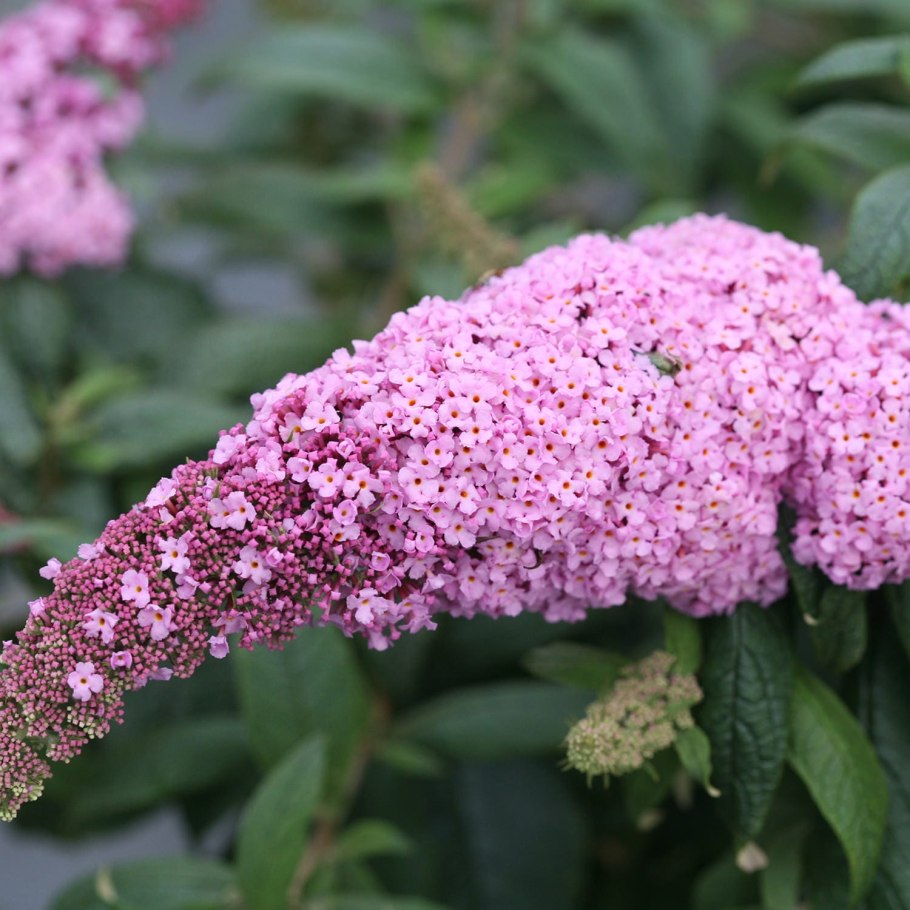 Буддлея Давида Buddleja davidii