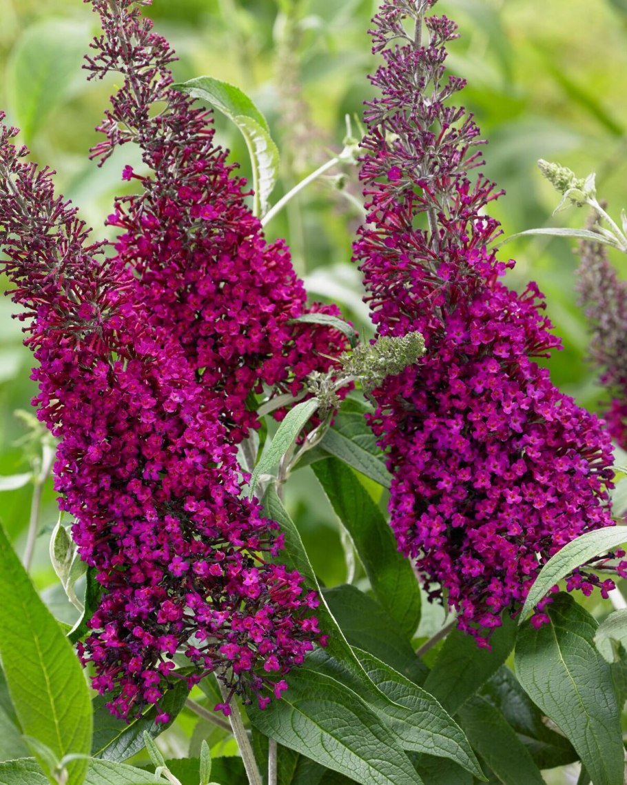 Буддлея Давида нано Блю