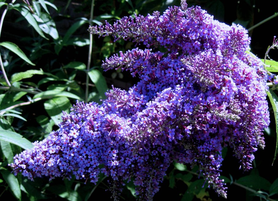 Буддлея бордер Бьюти