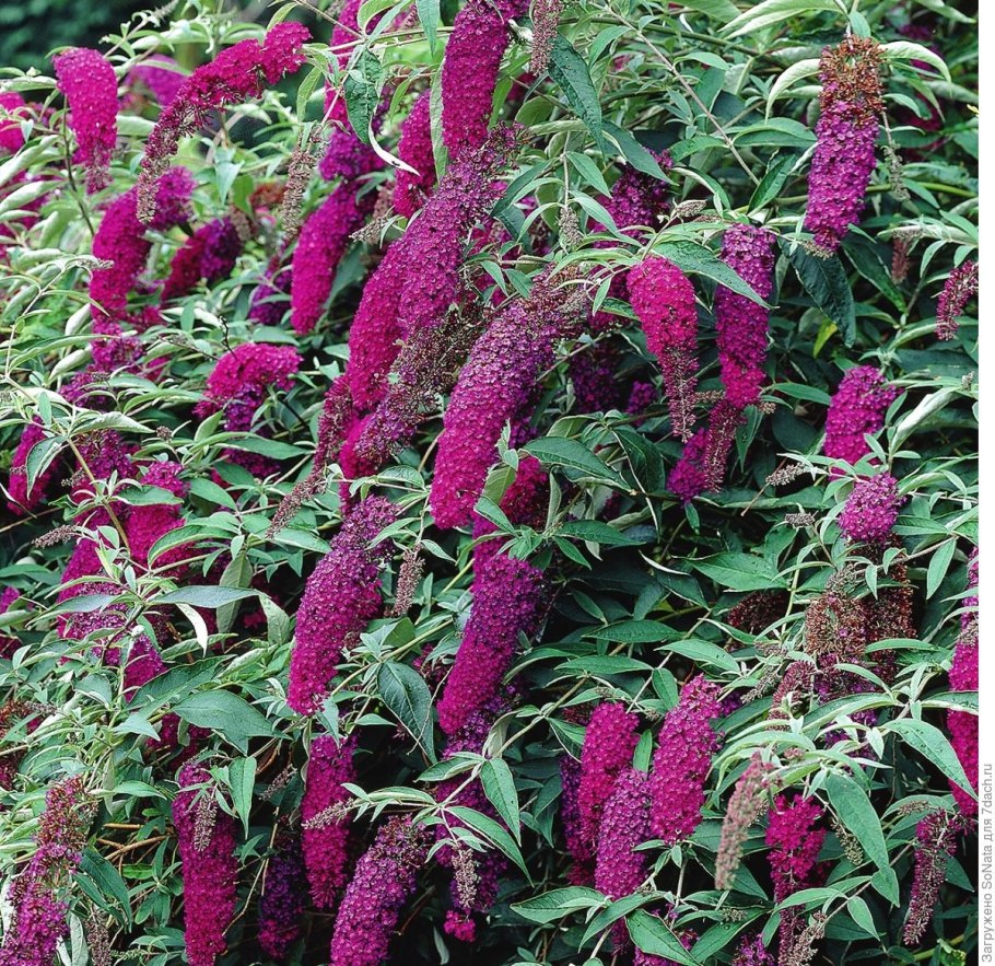 Буддлея давида арлекин