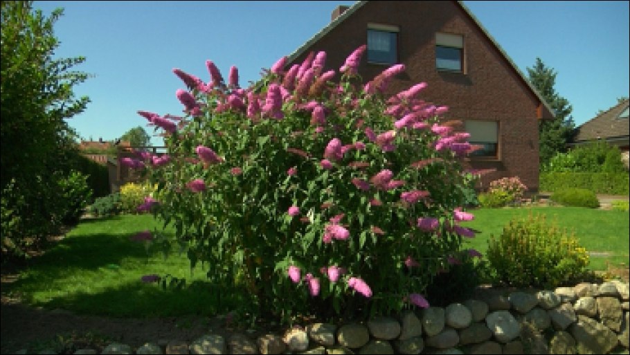 Буддлея Давида Эмпайр Блю