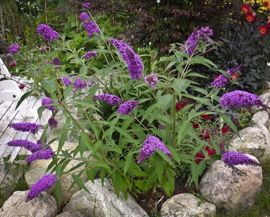 Будлея давида