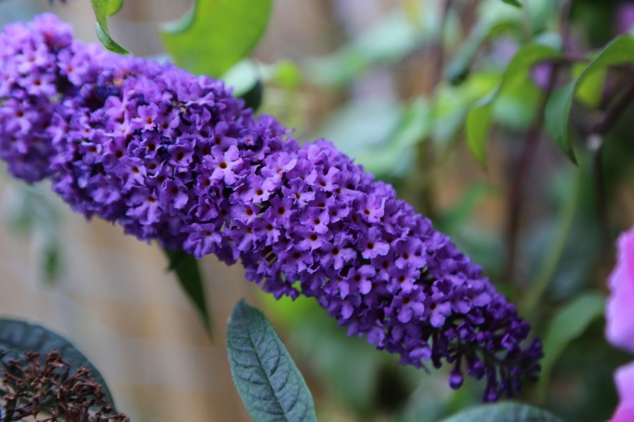 Буддлея Давида Флауэр Пауэр