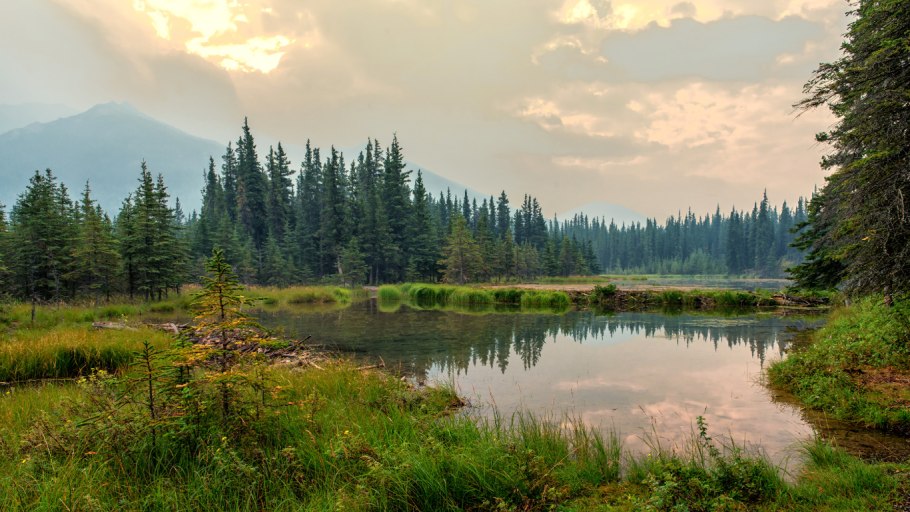 Светховойная Лиственная Тайга