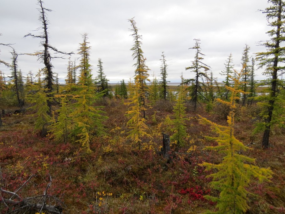 Лиственничный лес Таймыр