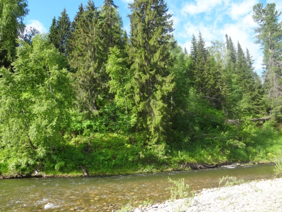 Темнохвойная Тайга Европы