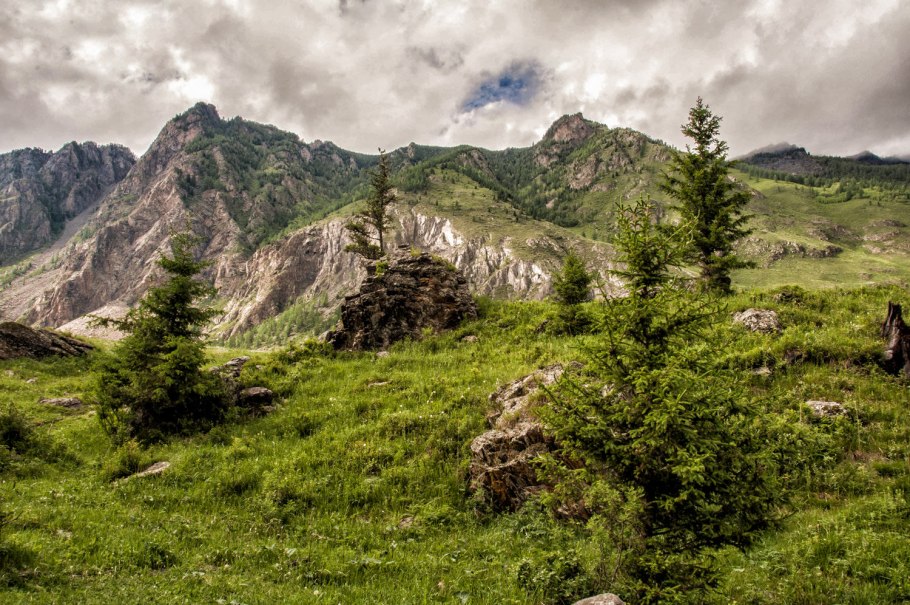 Тайга бореальные леса