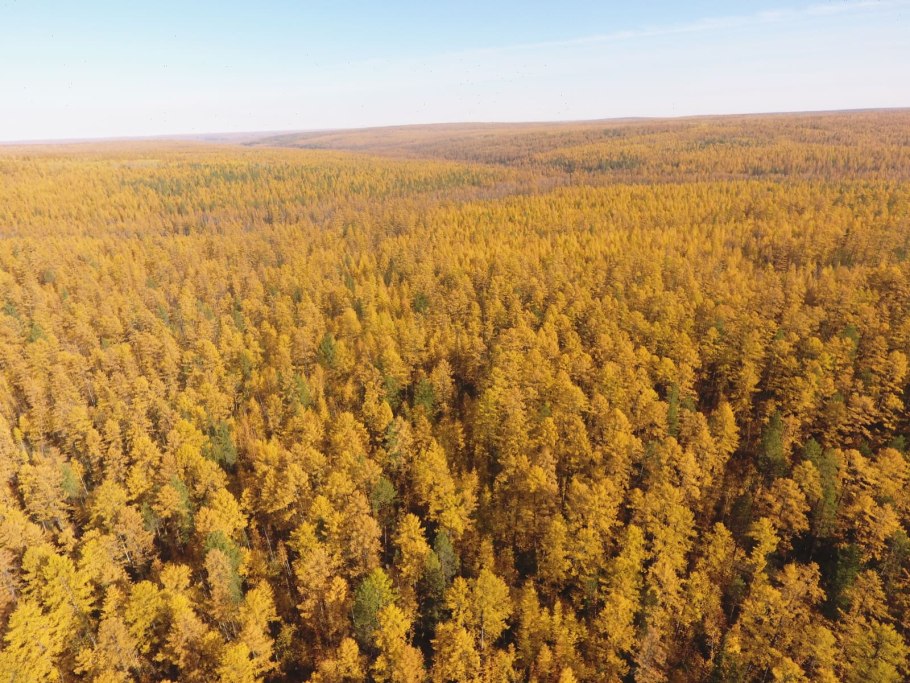 Пихта Кузнецкого Алатау