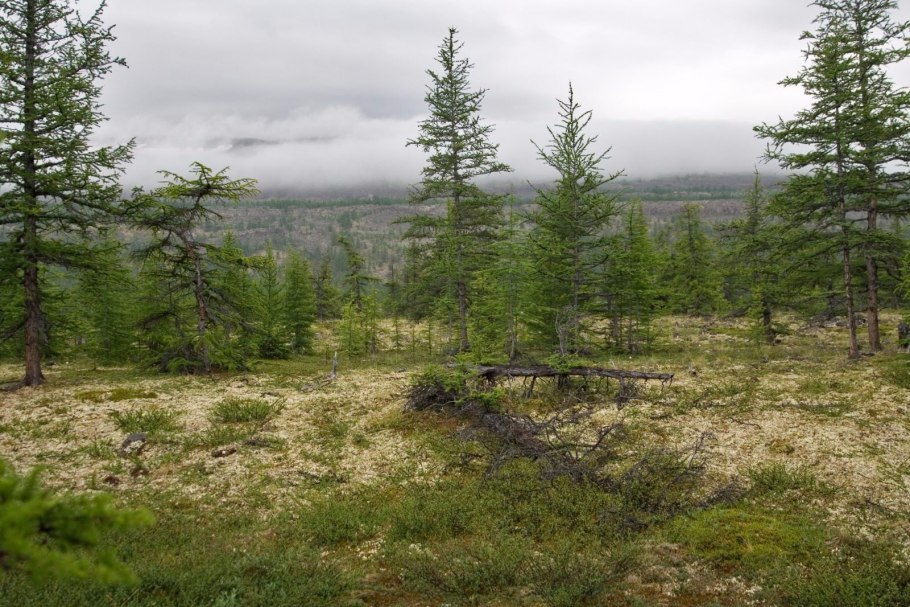 Северная зона тайги