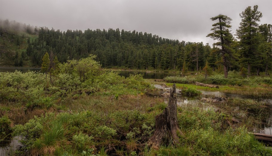 Тайга лес Питер